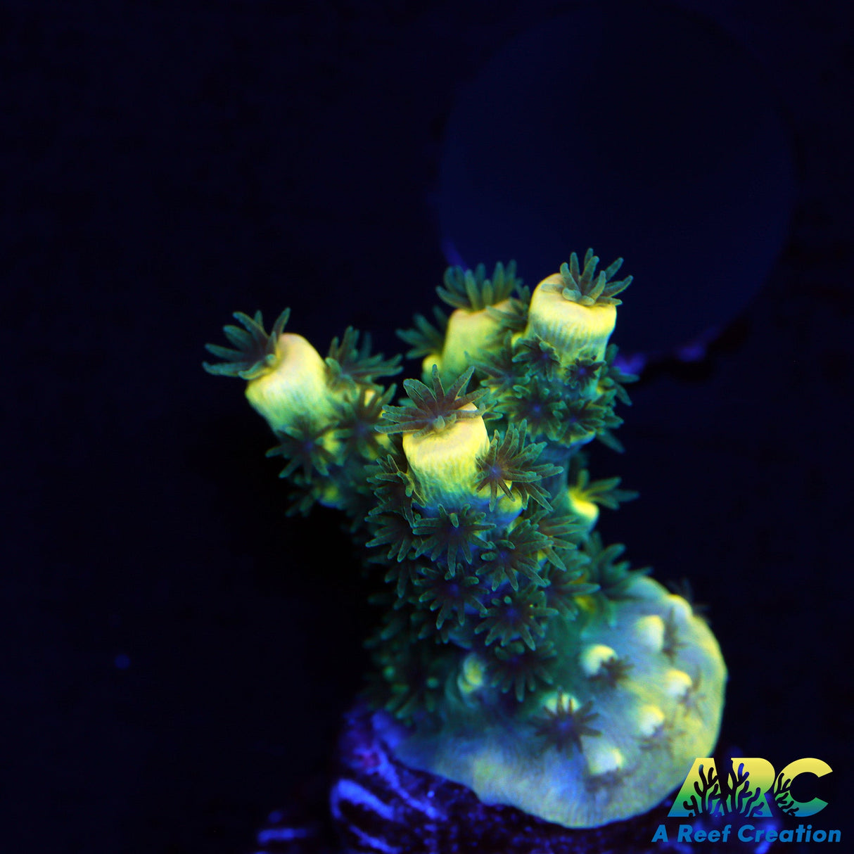 TCK Solar Beam Tenuis