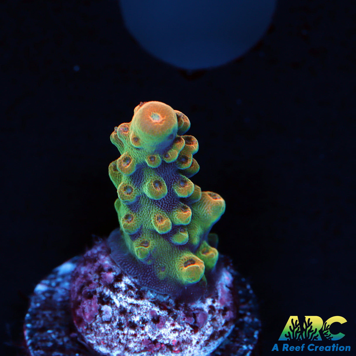 ARC Anthony's Pink Granulosa