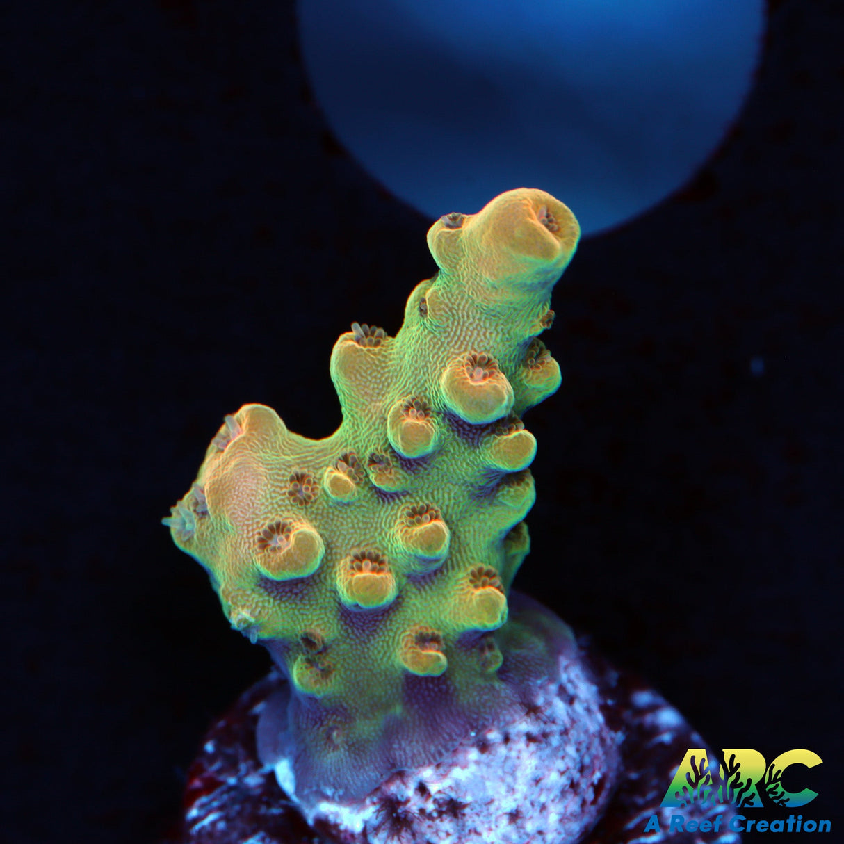 ARC Anthony's Pink Granulosa