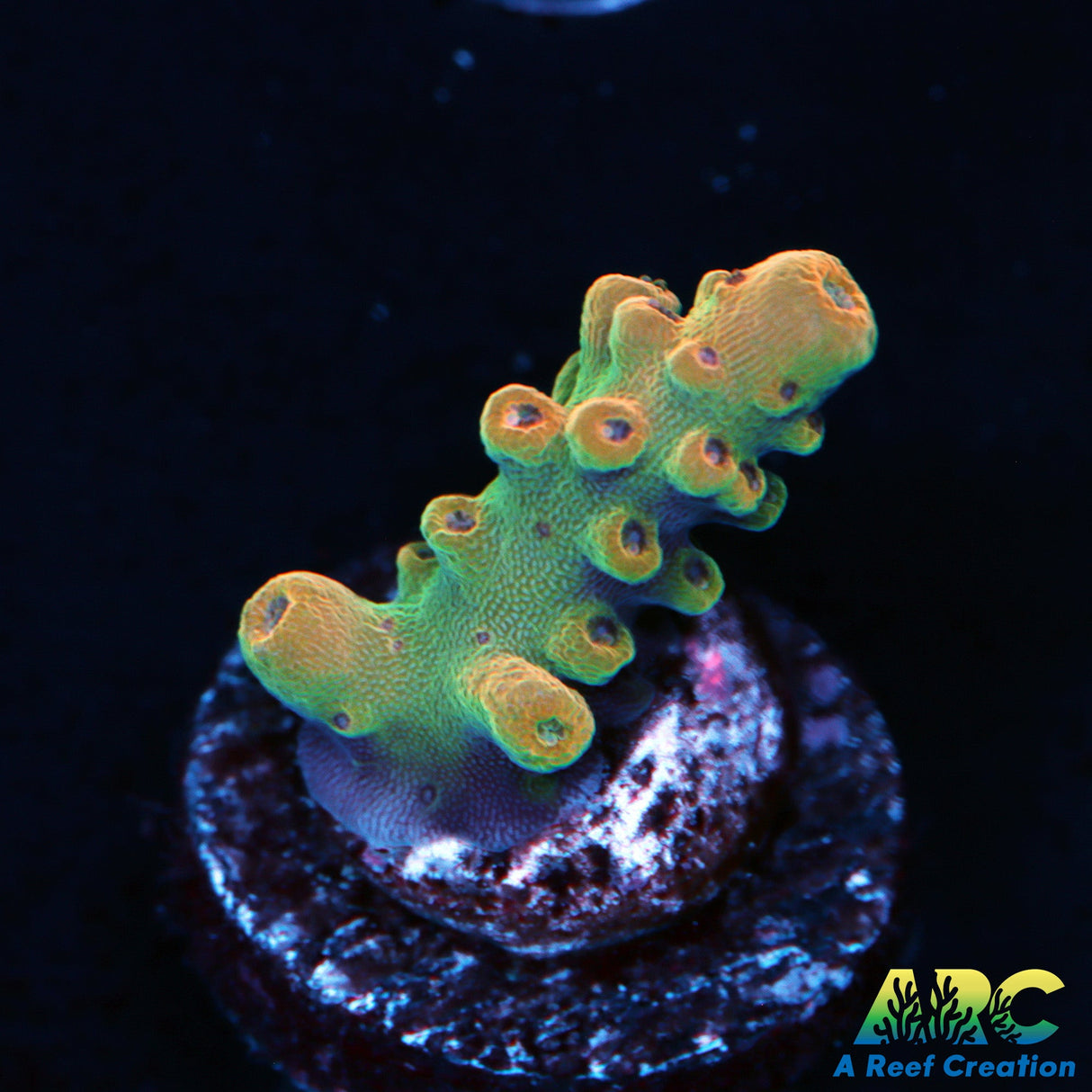 ARC Anthony's Pink Granulosa