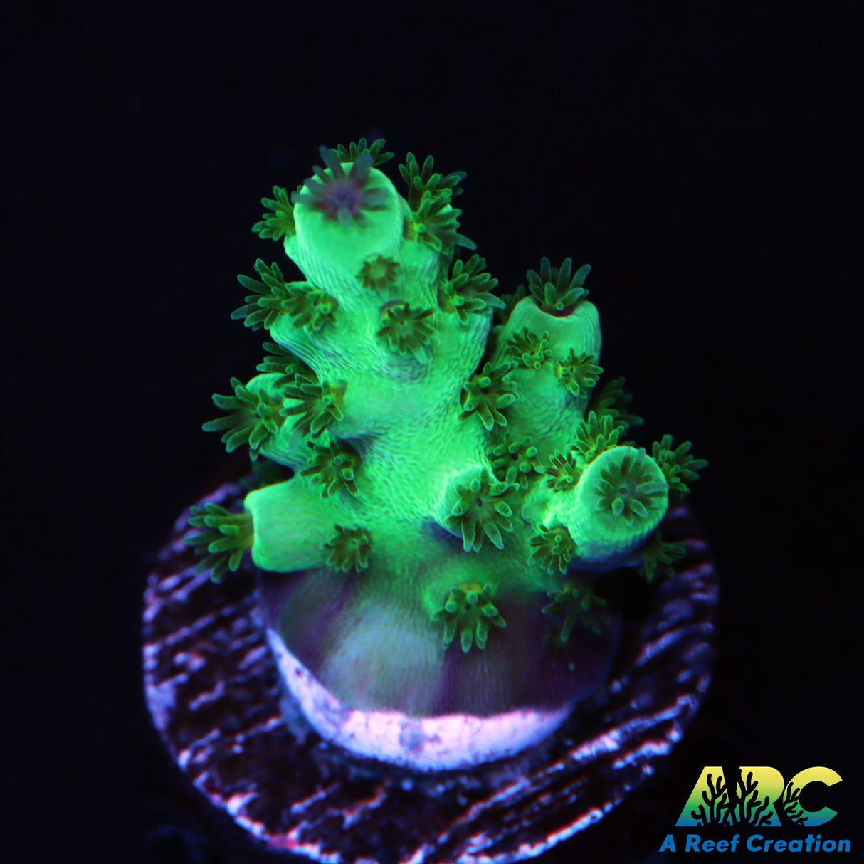 ARC Acropora Sarmentosa