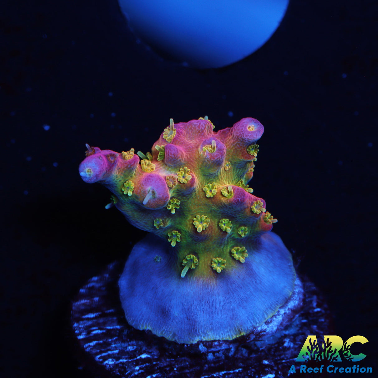 WWC Tutti Frutti Acro