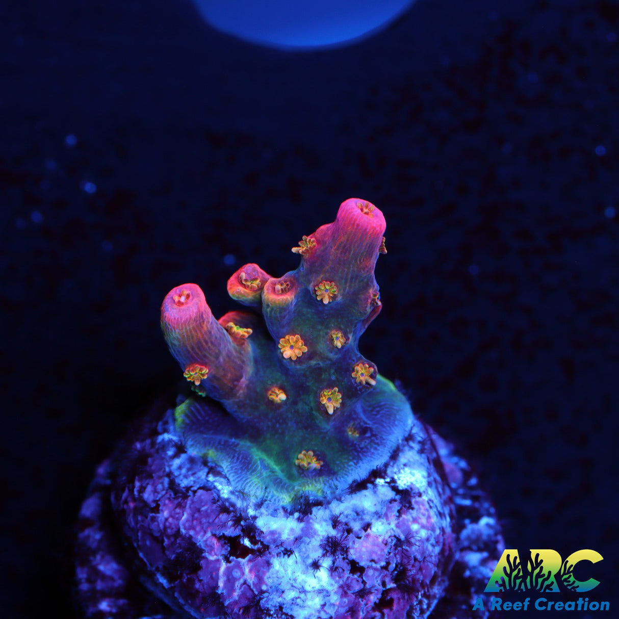 POTO Kingdom Hearts Acro