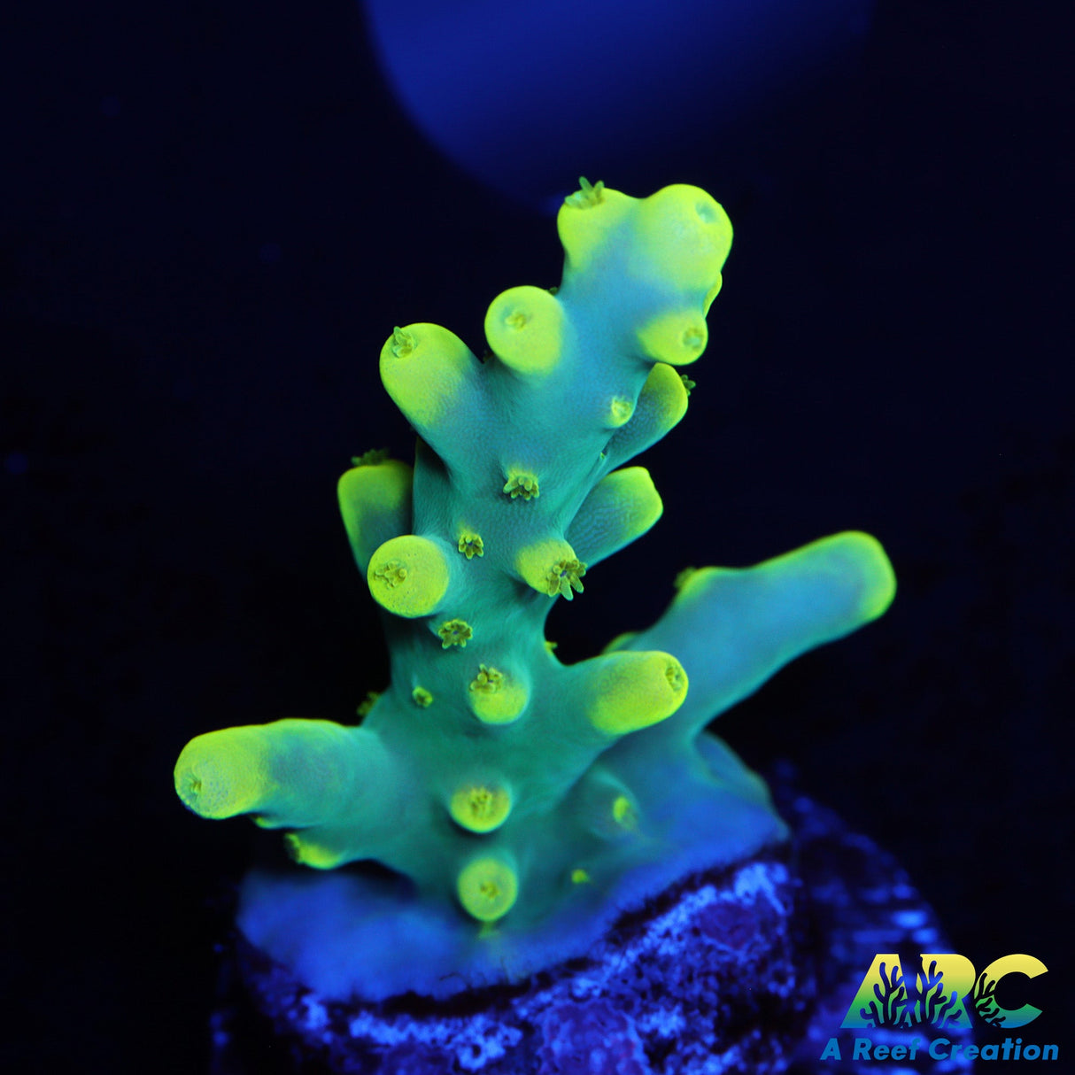 Pratt Reef Table Acro