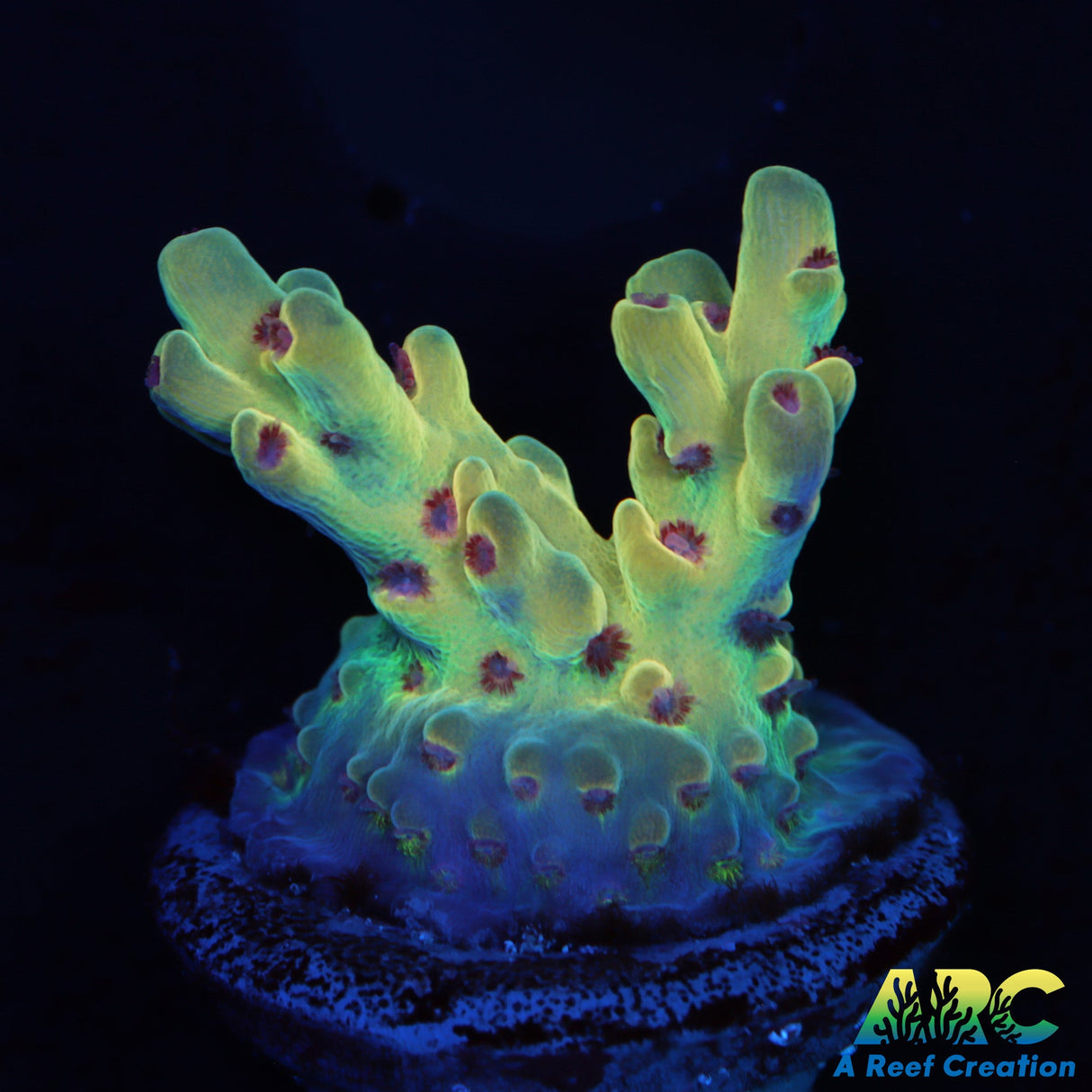 BK Chem Creme De La Creme