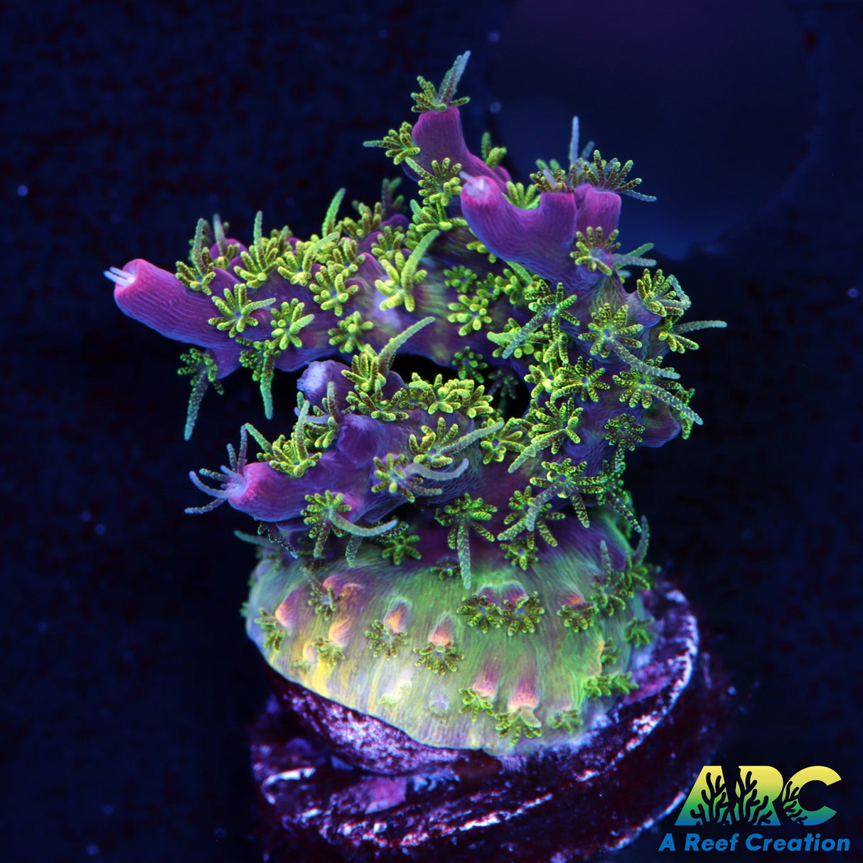 ARC Purple Hairy Monster Acro