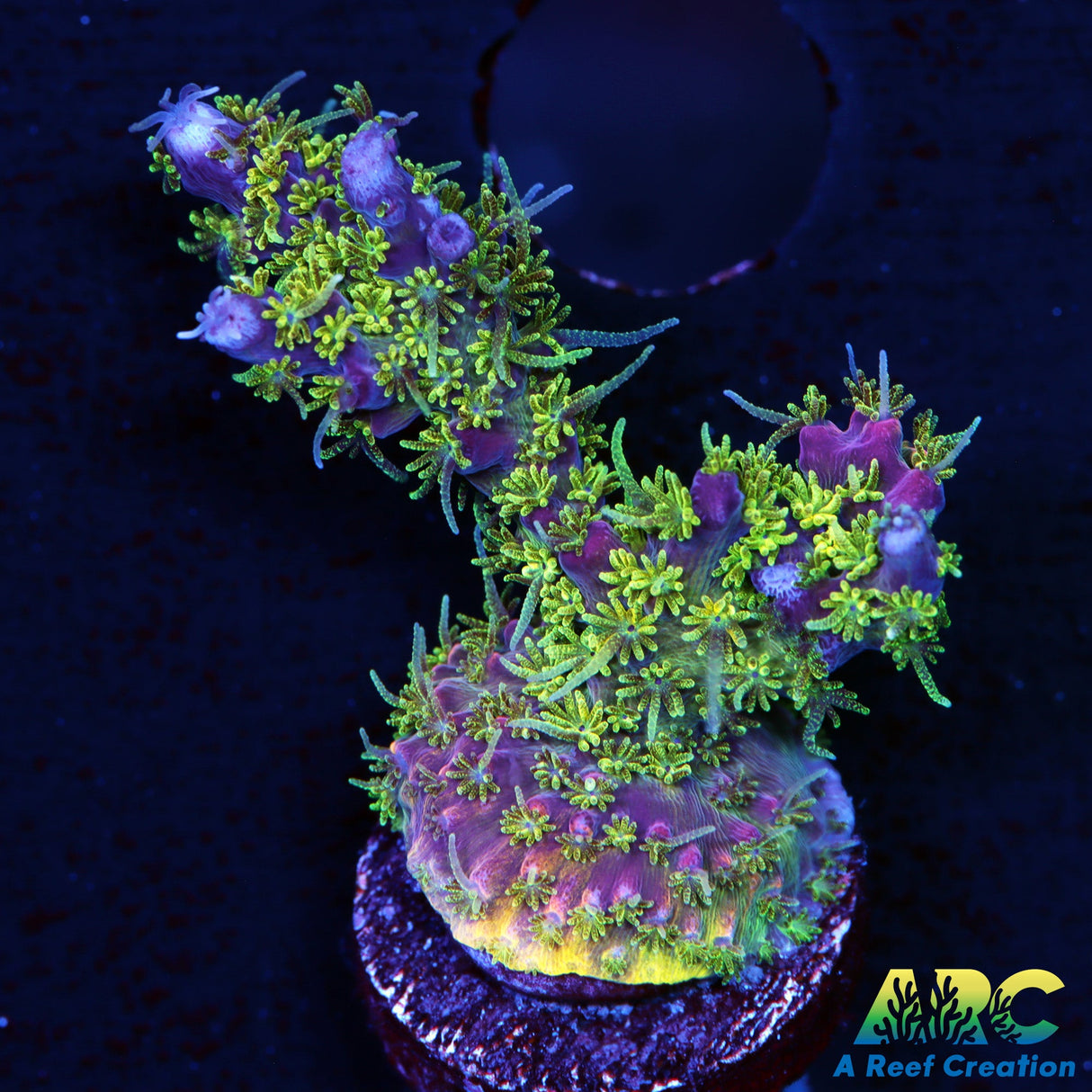 ARC Purple Hairy Monster