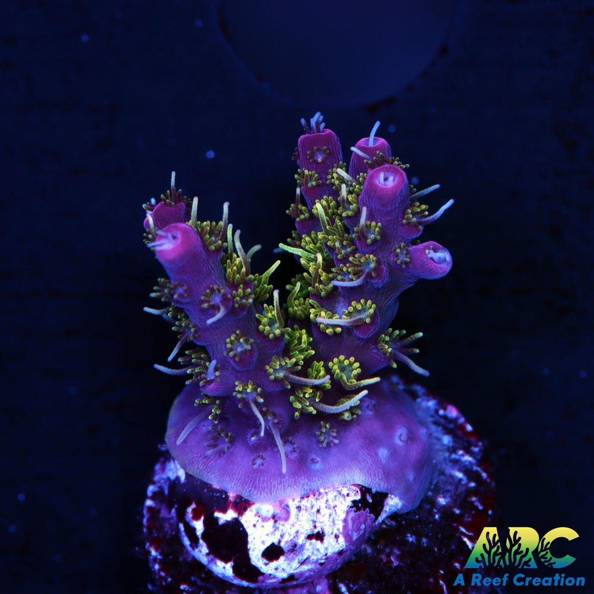 ARC Purple Hairy Monster Acro