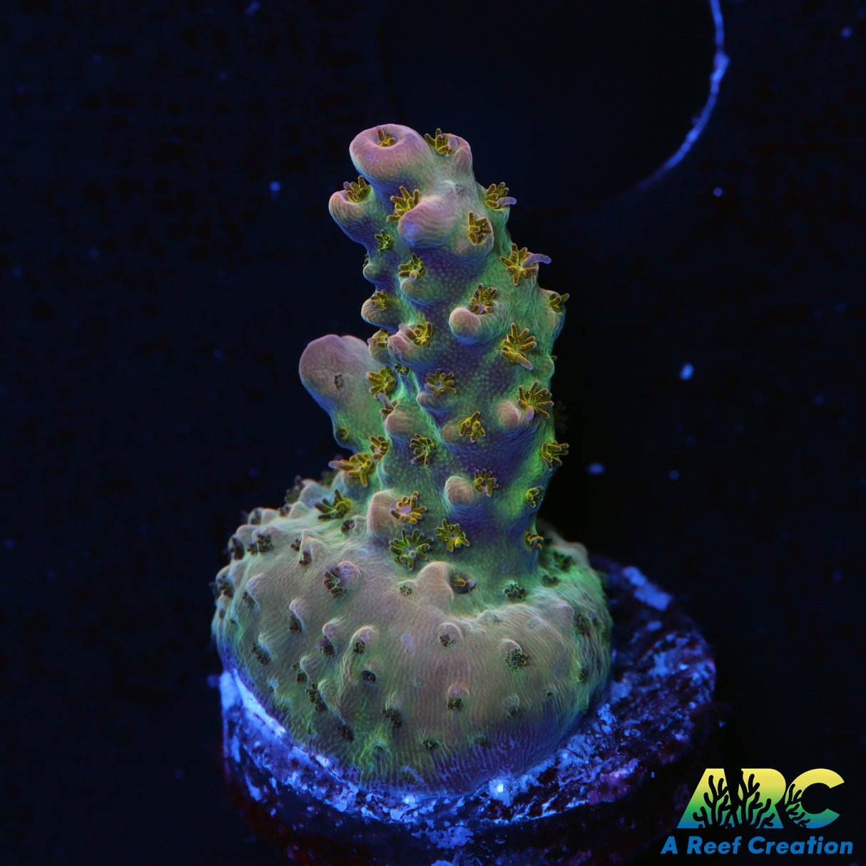 Greg's Unicorn Acro