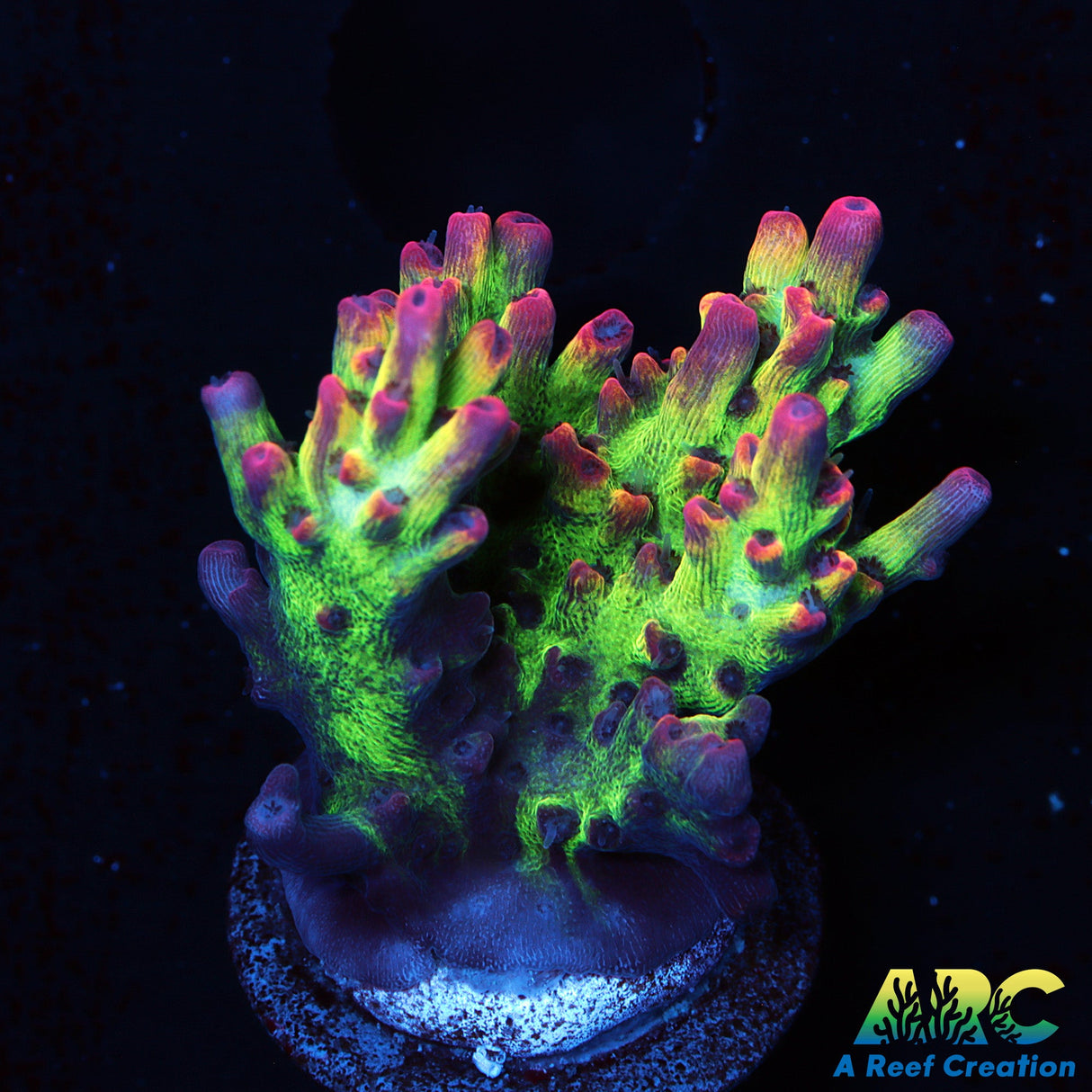 ARC Strawberry Shortcake