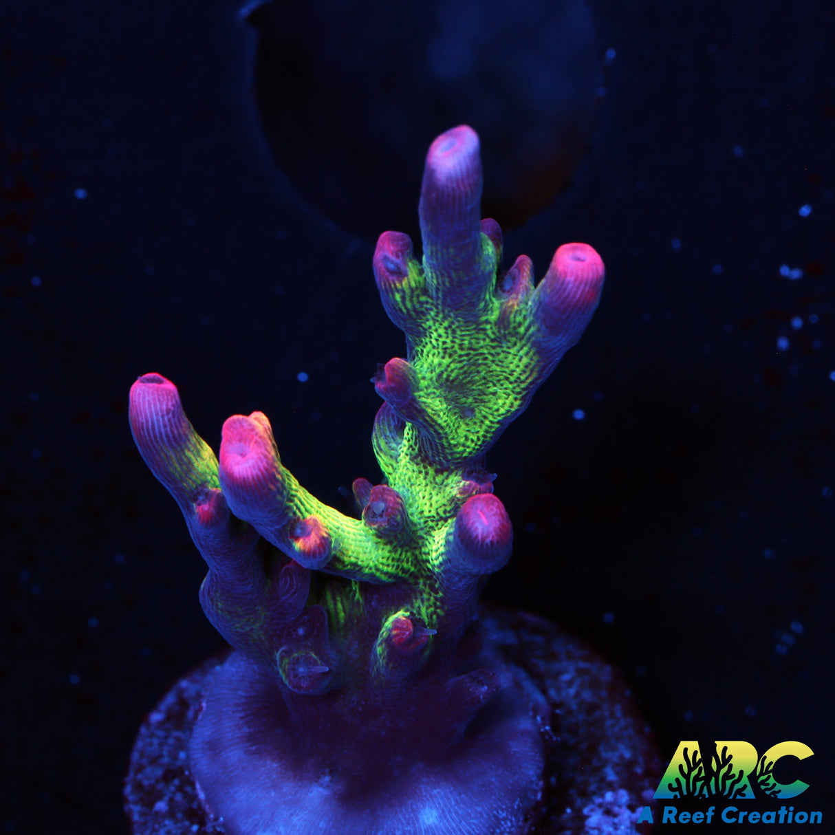 Strawberry Shortcake Acro