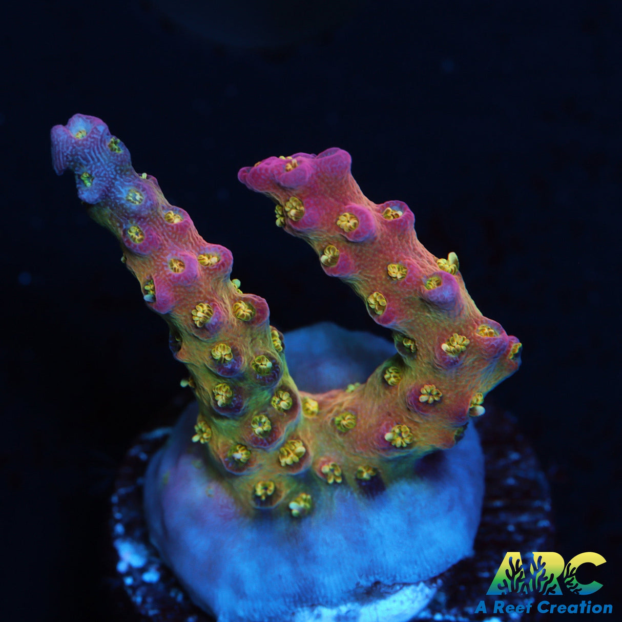 WWC Tutti Frutti Acro