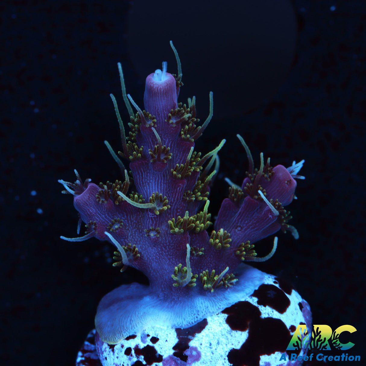 ARC Purple Hairy Monster