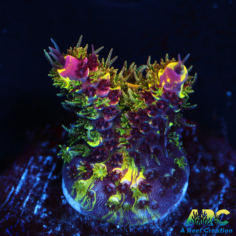 RRC Rainbow Splice Acro Show Piece