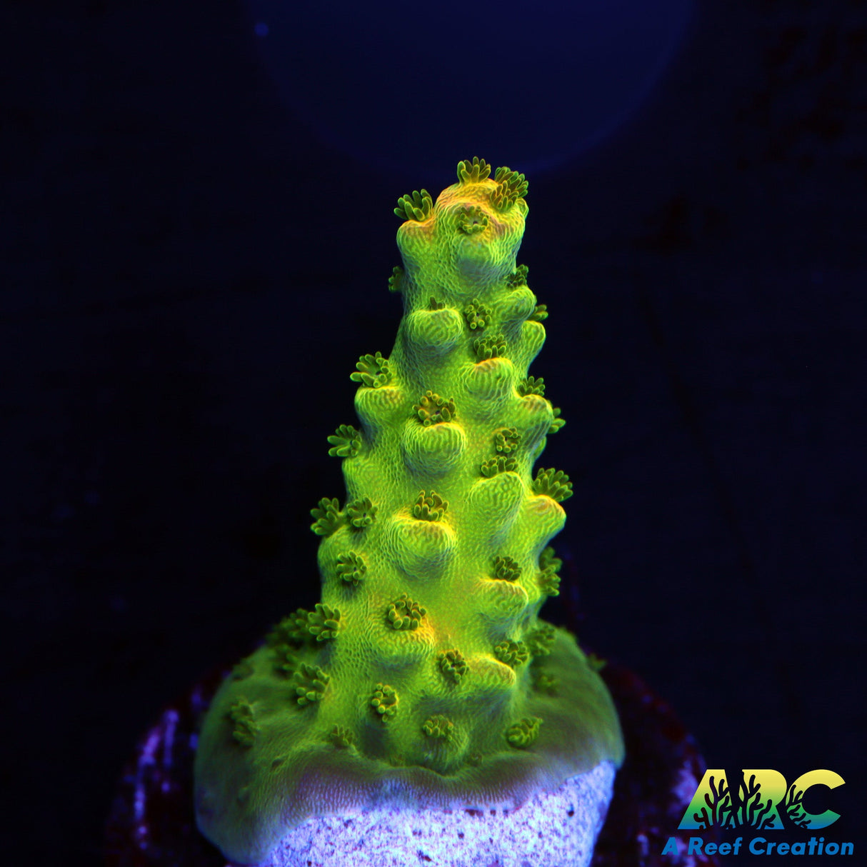 ARC Master Yoda Acro