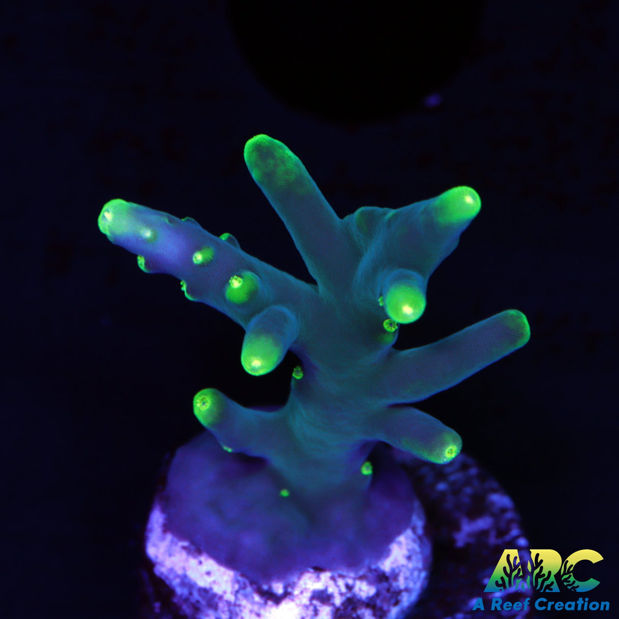 CC Needle in a Haystack