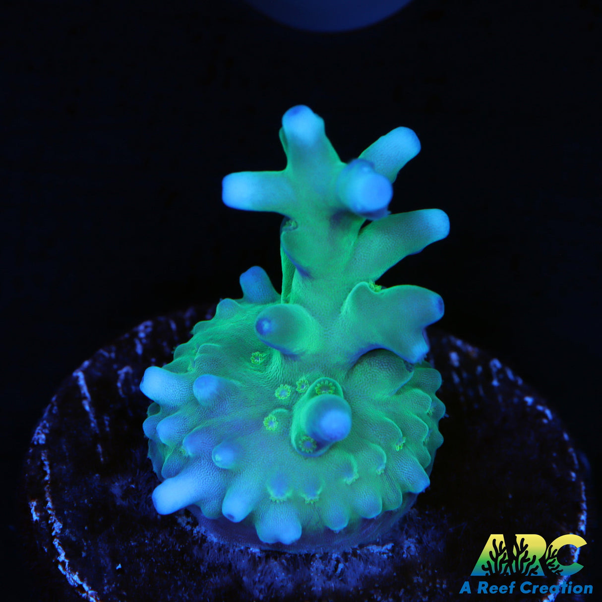 Sanjay's Blue Spruce