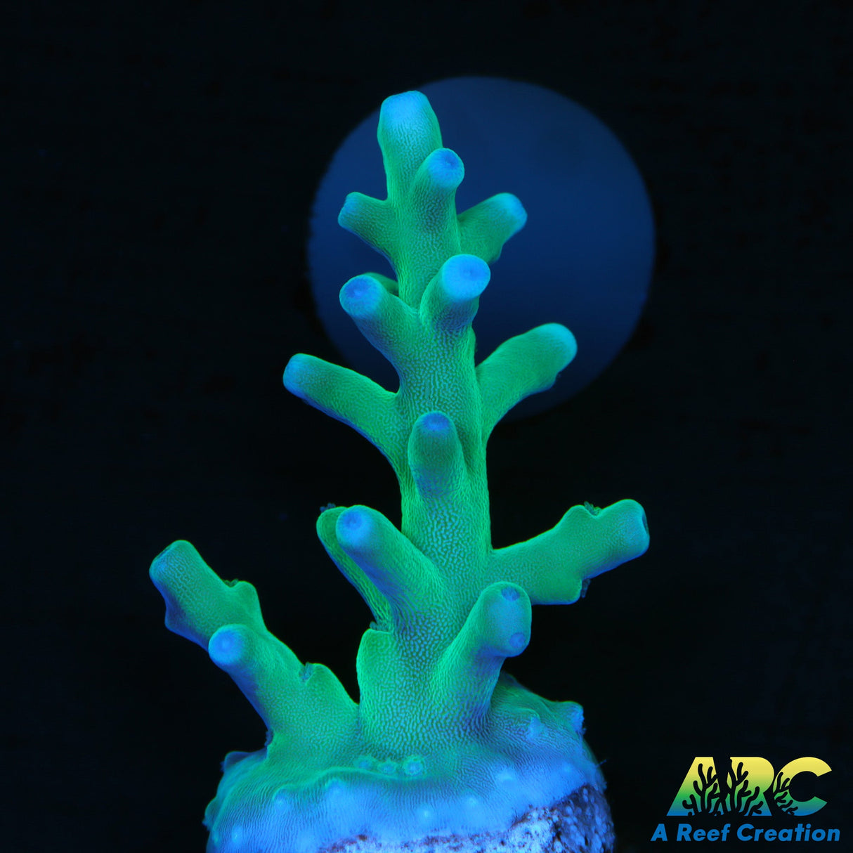 Sanjay's Blue Spruce