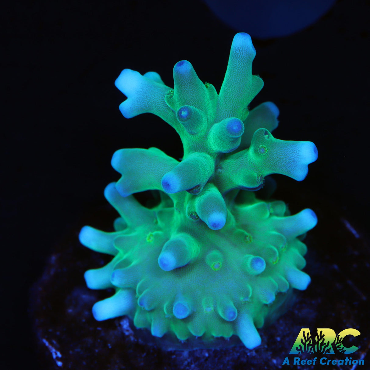 Sanjay's Blue Spruce