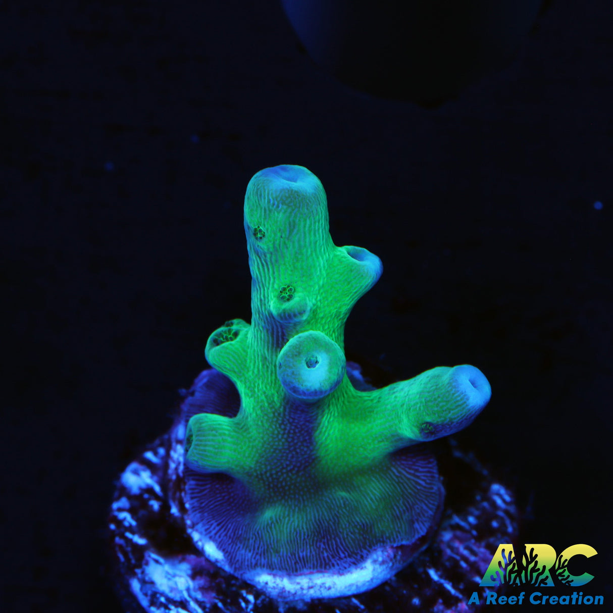 ARC Teal Navini Acro