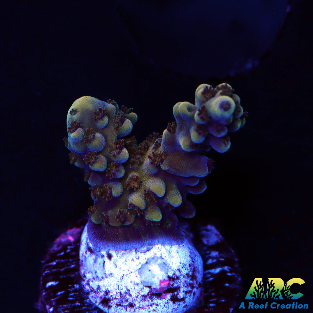 Sanjay's Concord Grape Table