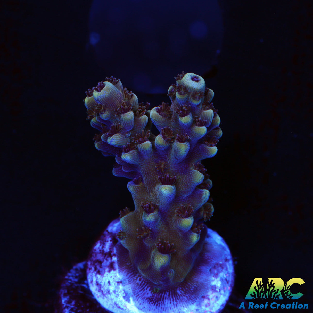 Sanjay's Concord Grape Table Acro