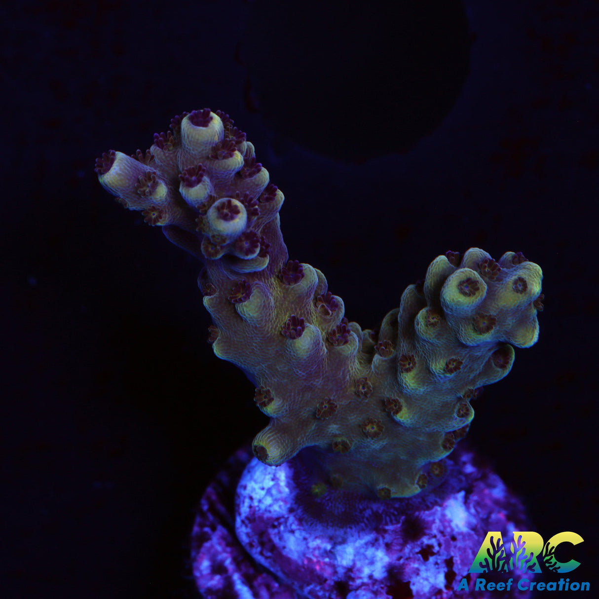 Sanjay's Concord Grape Table Acro