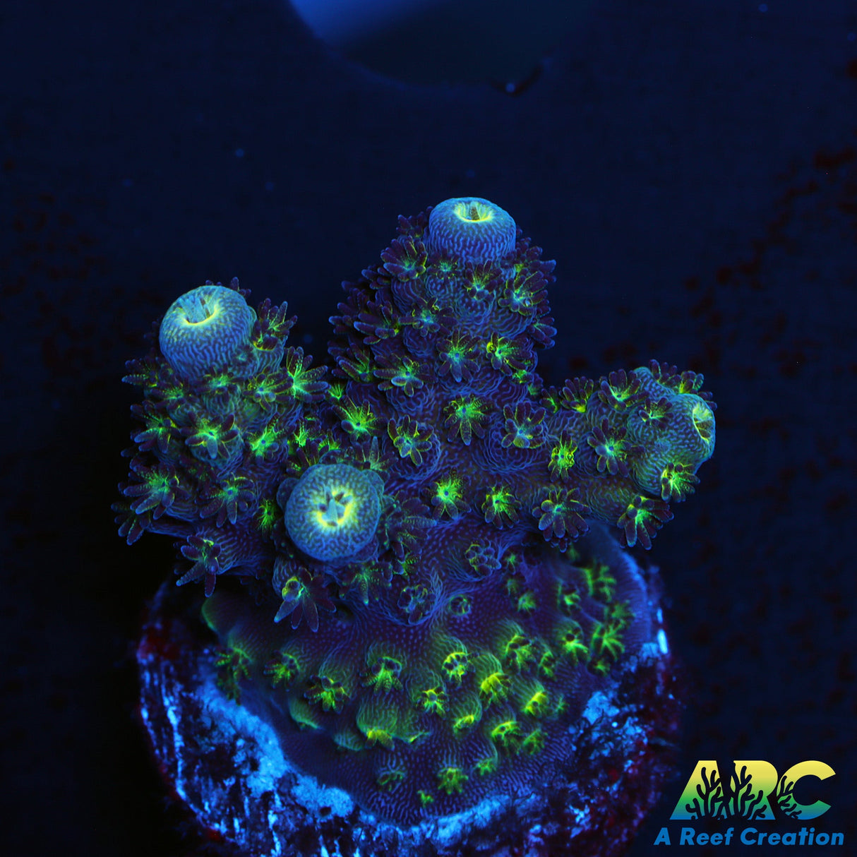 DFI Blue O Humilis