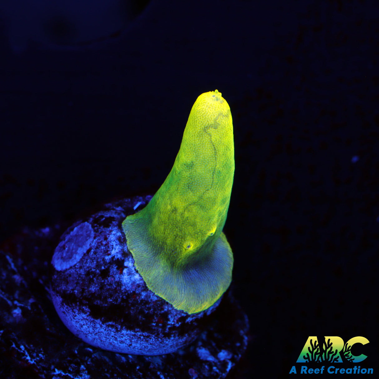 TCK Goku Suharsonoi Acro