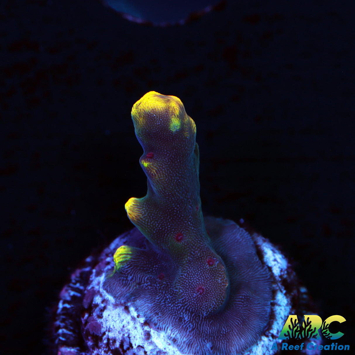 JF Fox Flame Acro