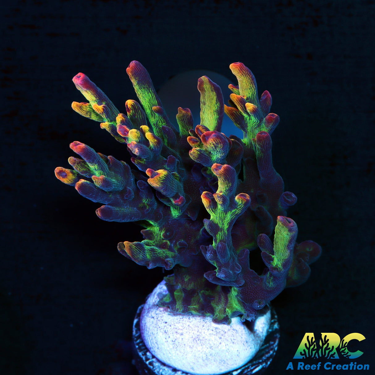 Strawberry Shortcake big Chunk