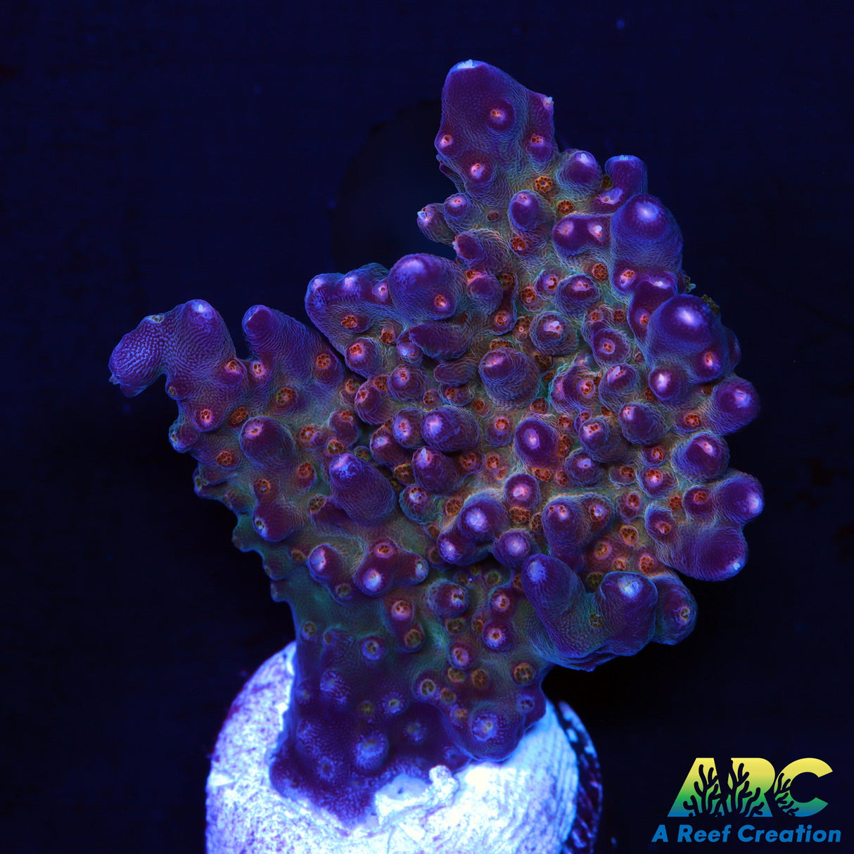 TSA Twisted Sister Acro