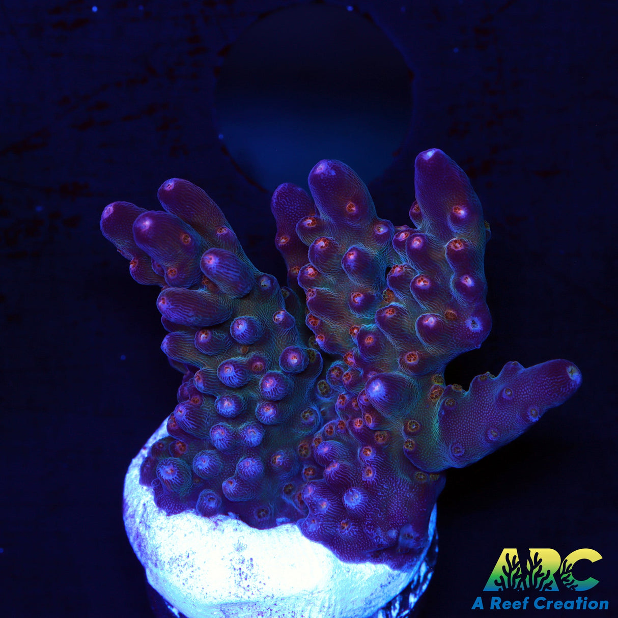 TSA Twisted Sister Acro