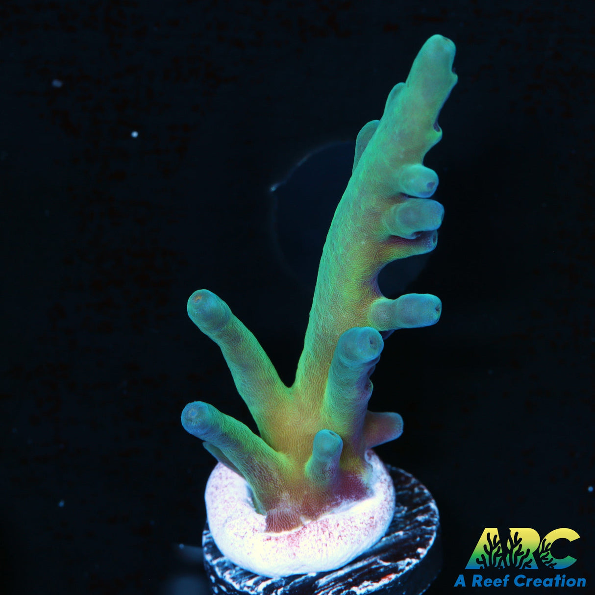 ReefGen Blueberry Fantasy Acro (only one available)
