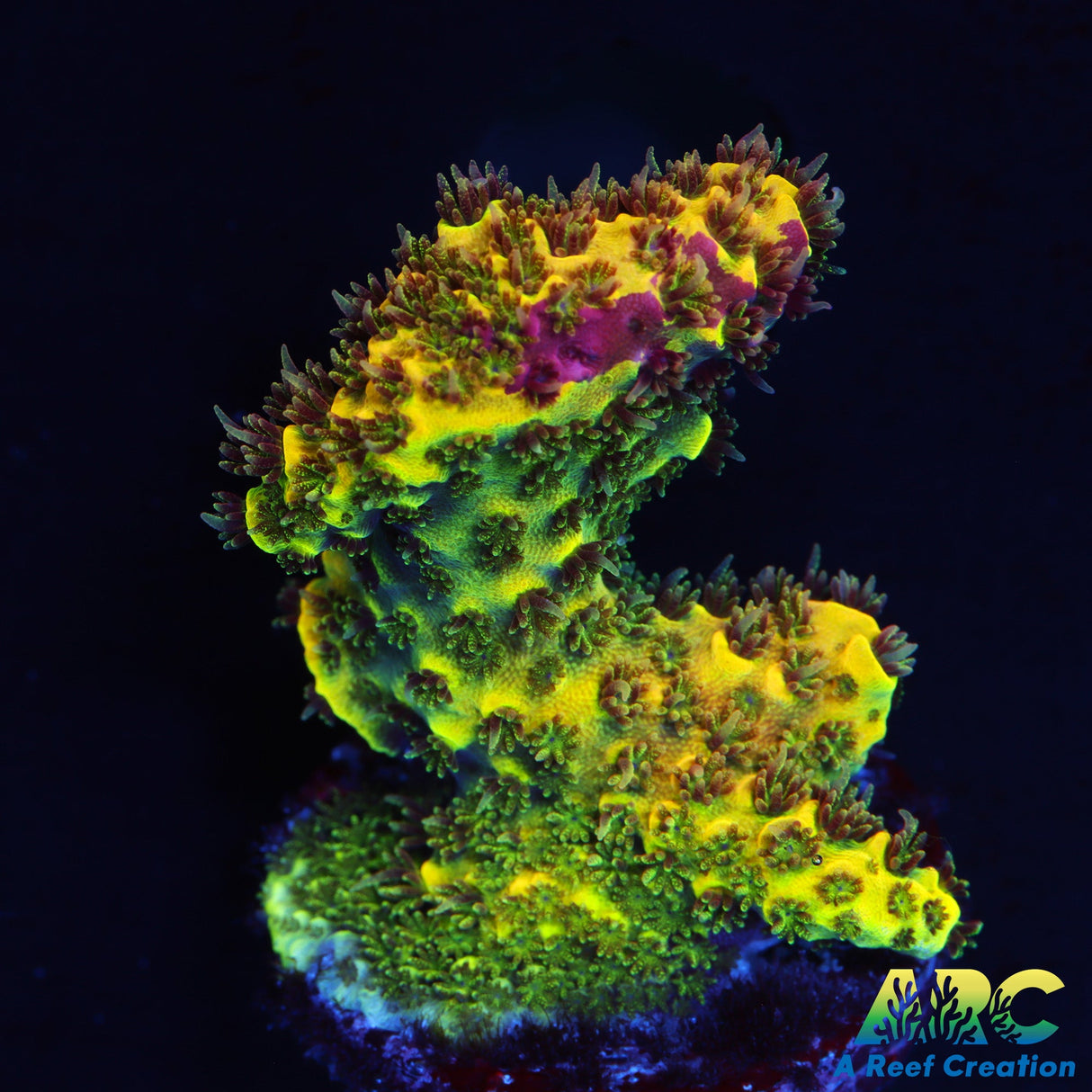 RRC Rainbow Splice Chunk