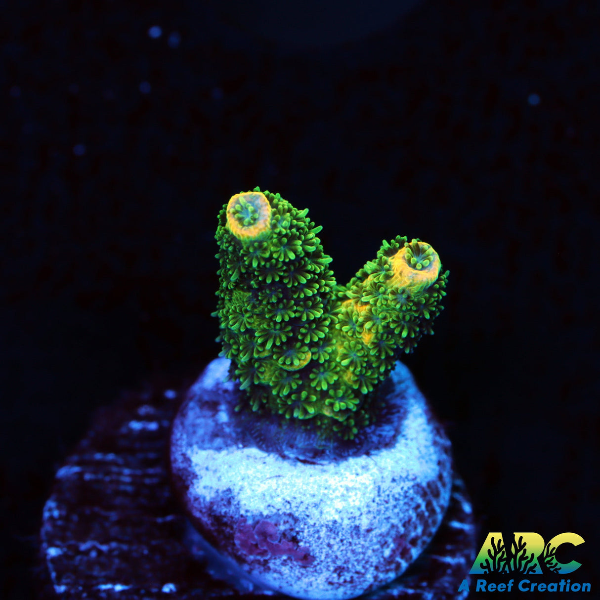 ARC Lemon Lime Milli