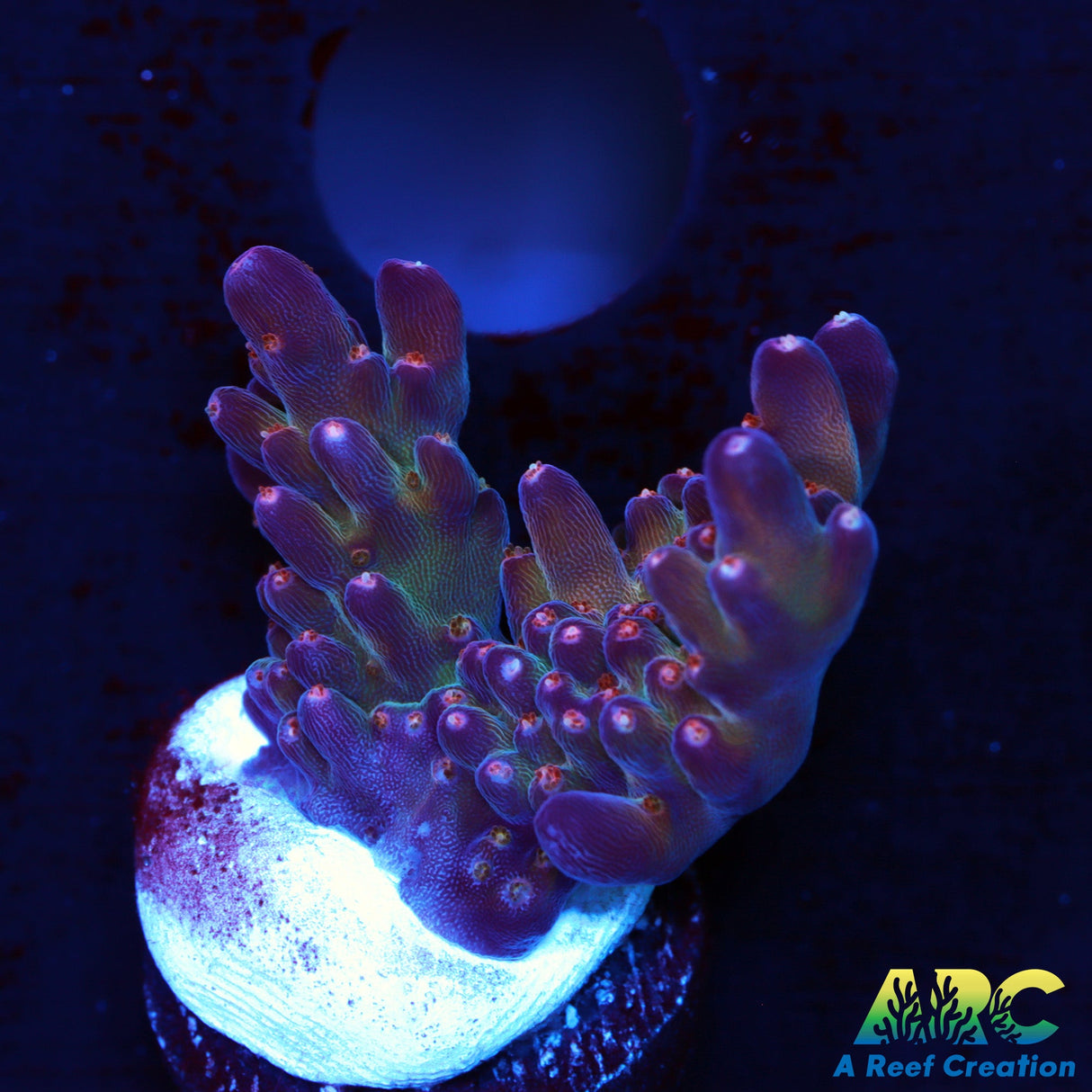 TSA Twisted Sister Acro