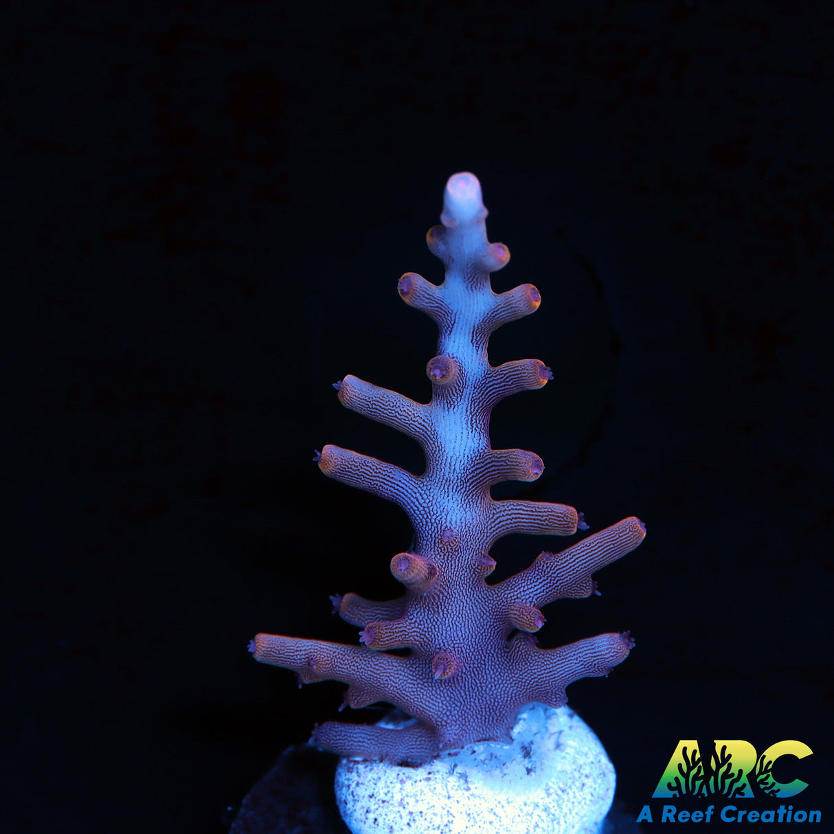 POTO Golden Dragon Acro