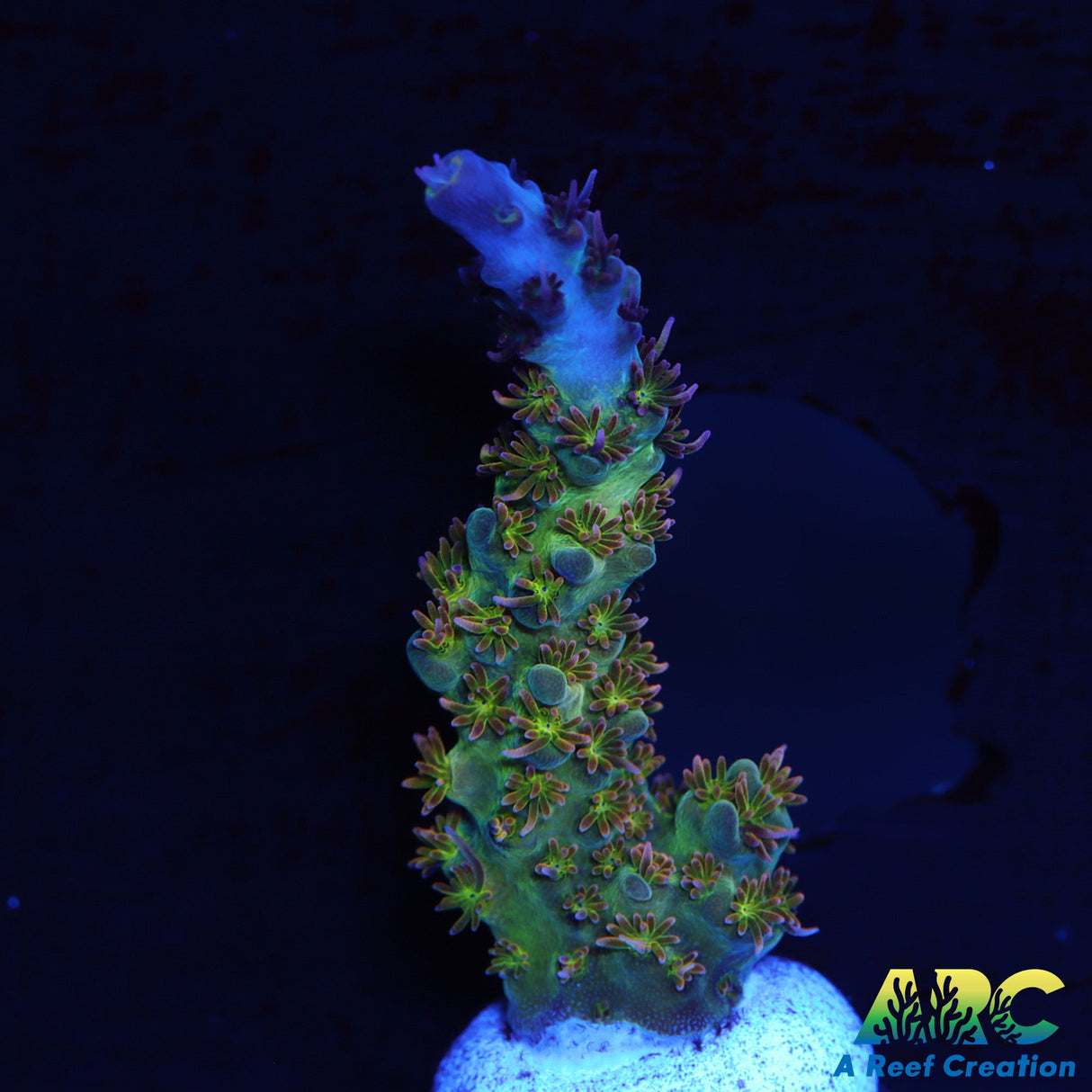 ARC Pomegranate Acro