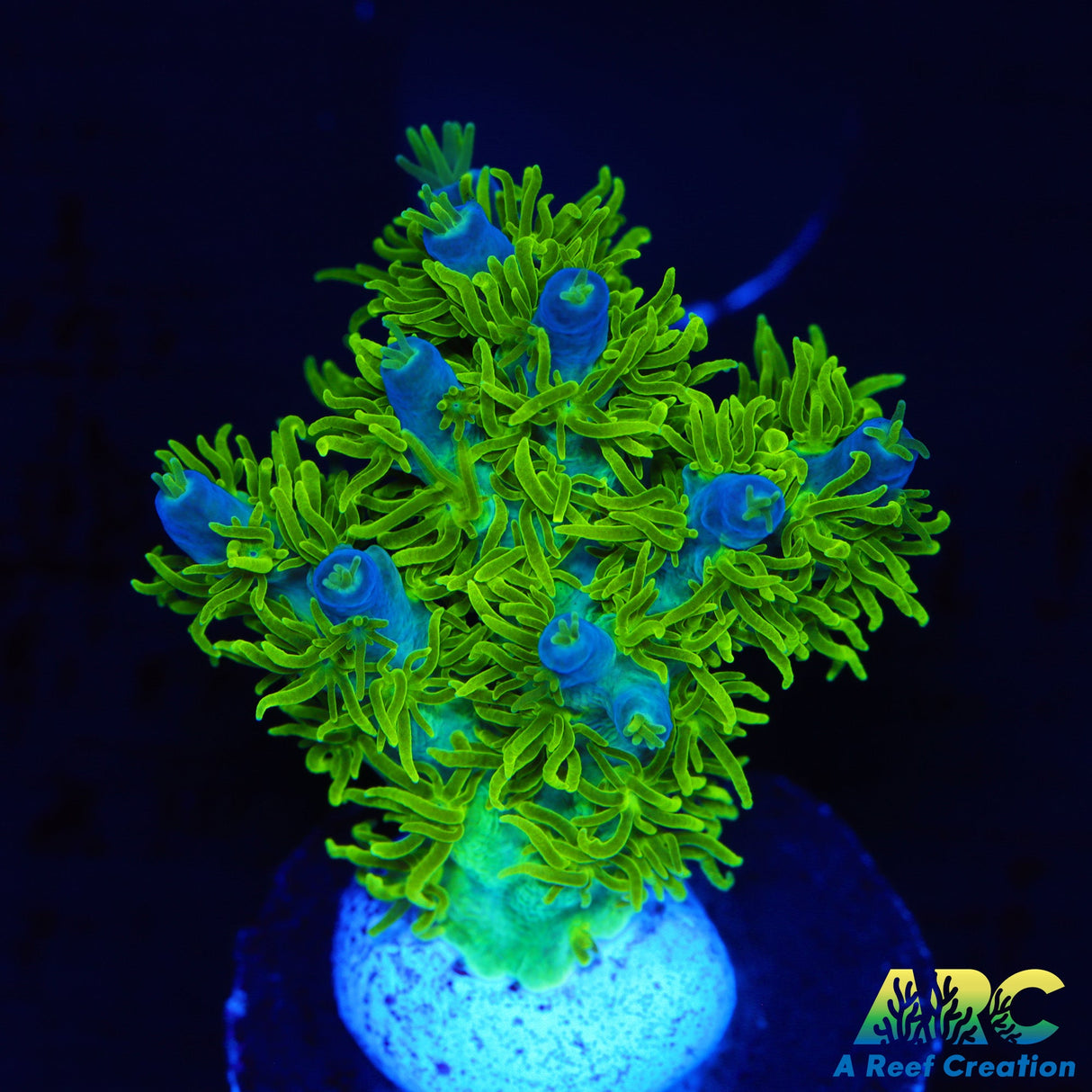 RRC Marvin The Martian