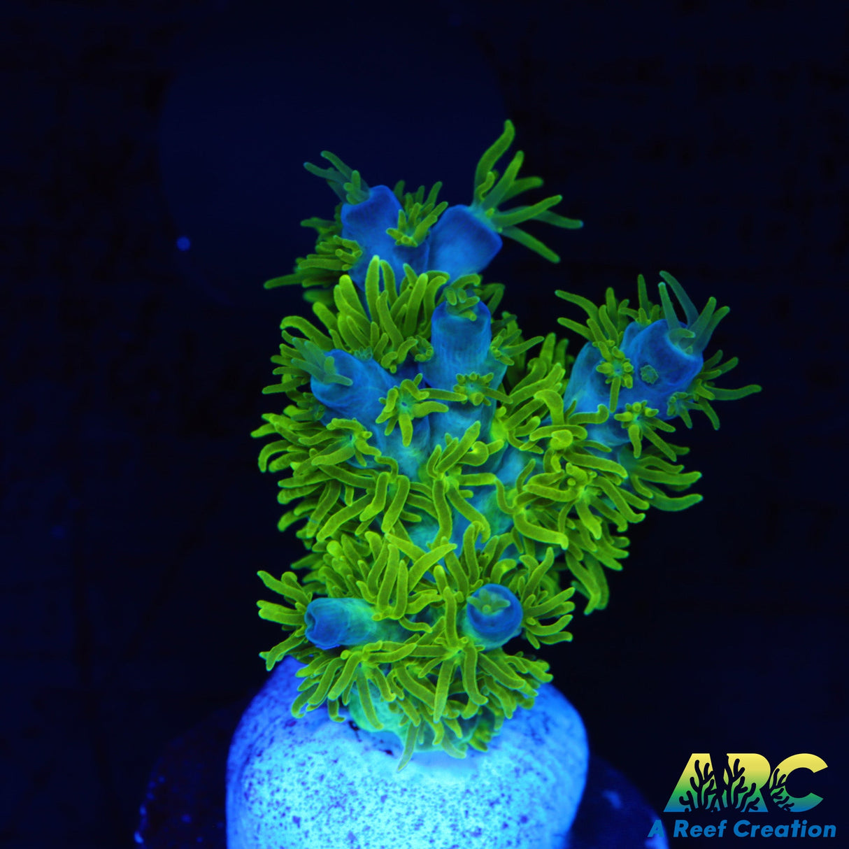 RRC Marvin The Martian