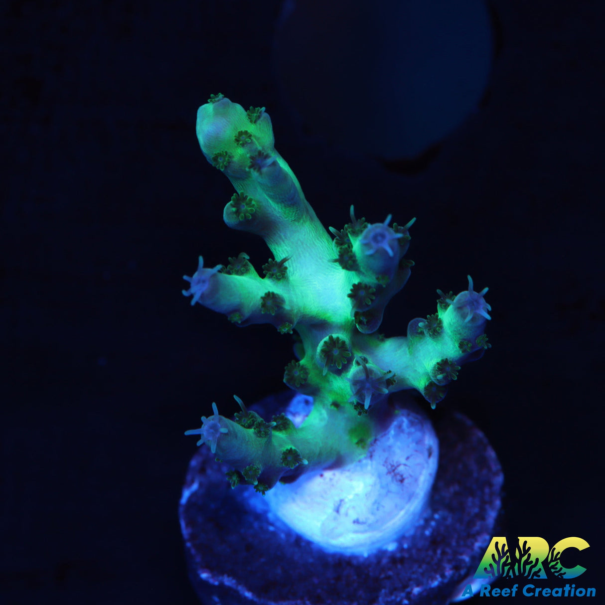 ARC Northern Lights Acro