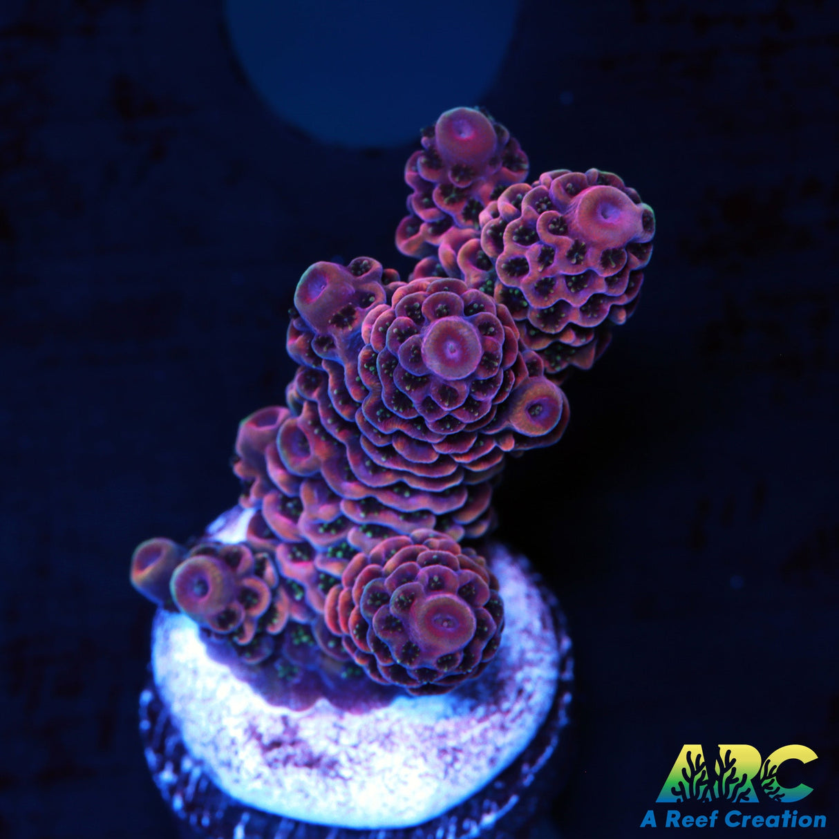 ARC Strawberry Spath