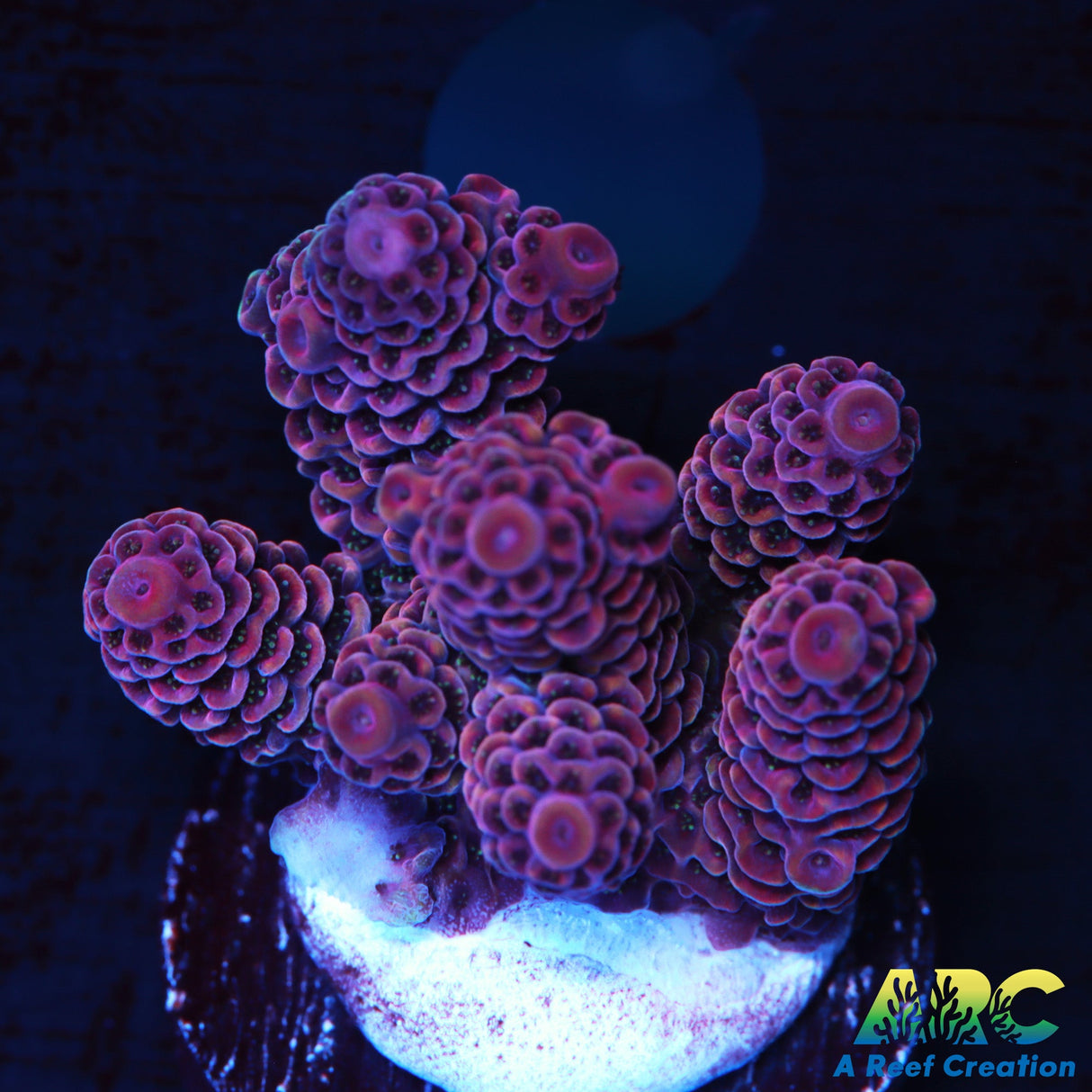 ARC Strawberry Spath