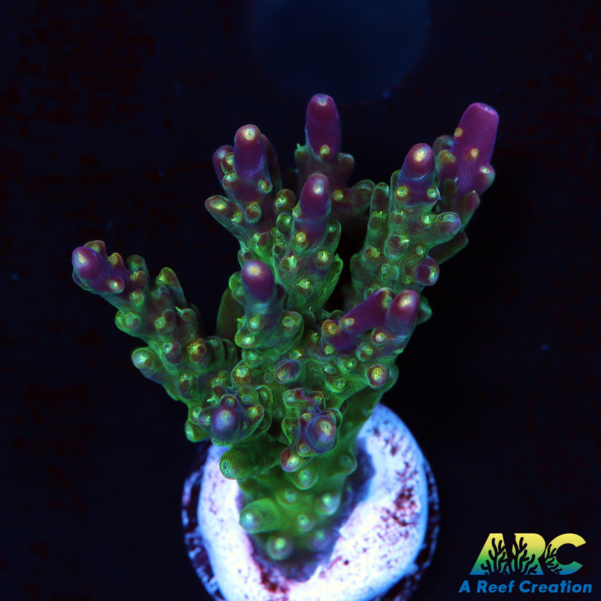 CC Grafted Banana Hammock