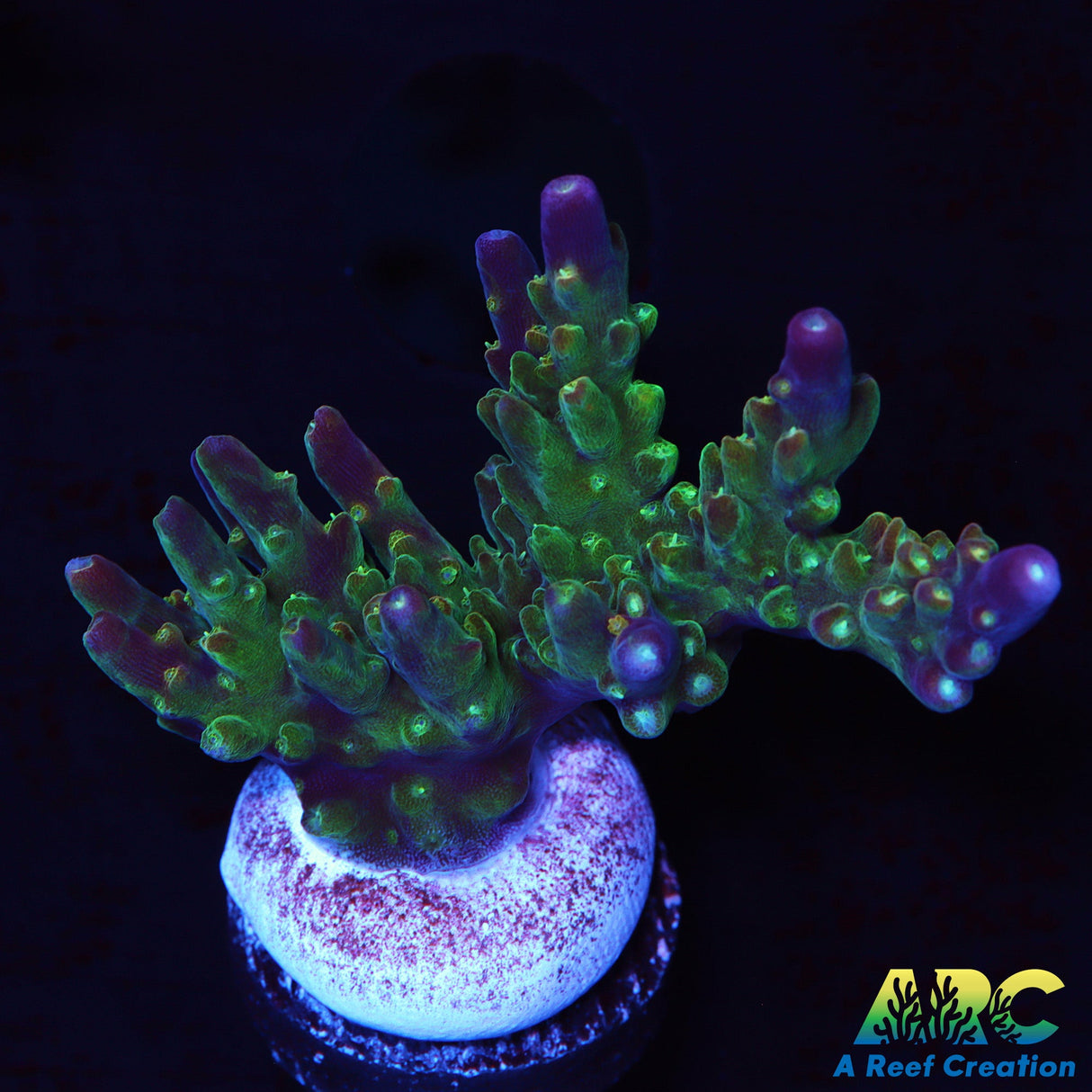 CC Grafted Banana Hammock