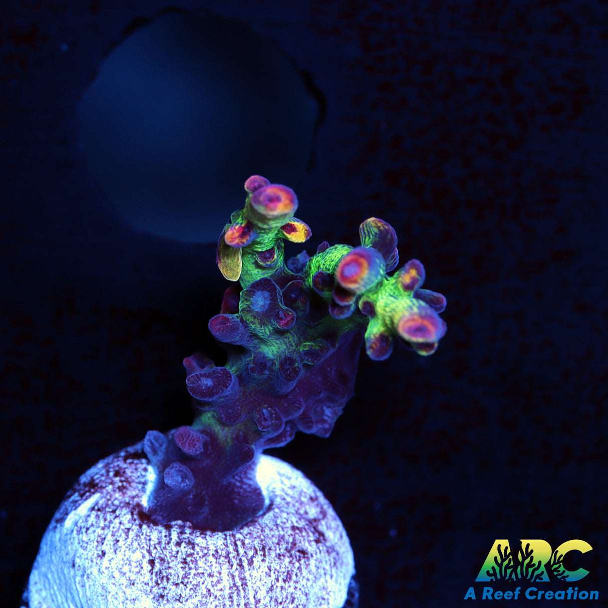 ARC Strawberry Shortcake Acro