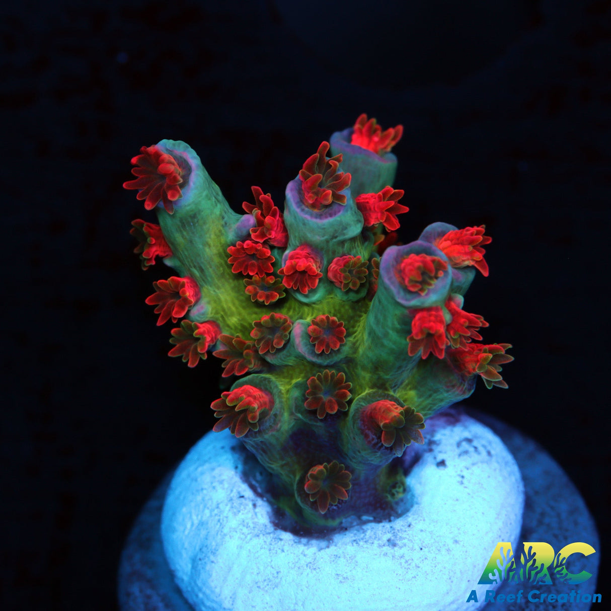 JF Blowtorch Acro