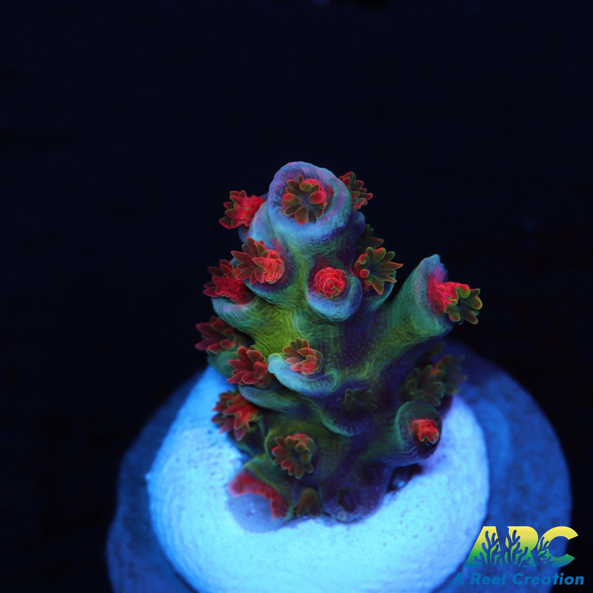 JF Blowtorch Acro