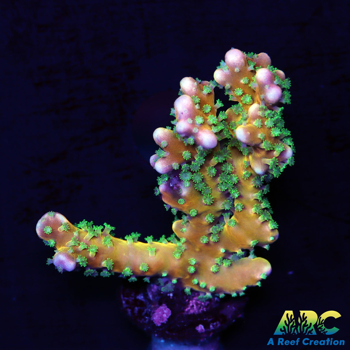 RRC Tropicana Anacropora